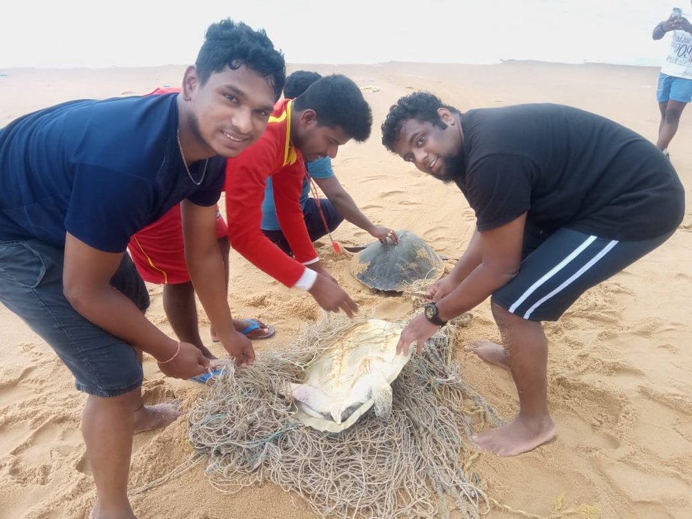 Marine Stranding — photo 6