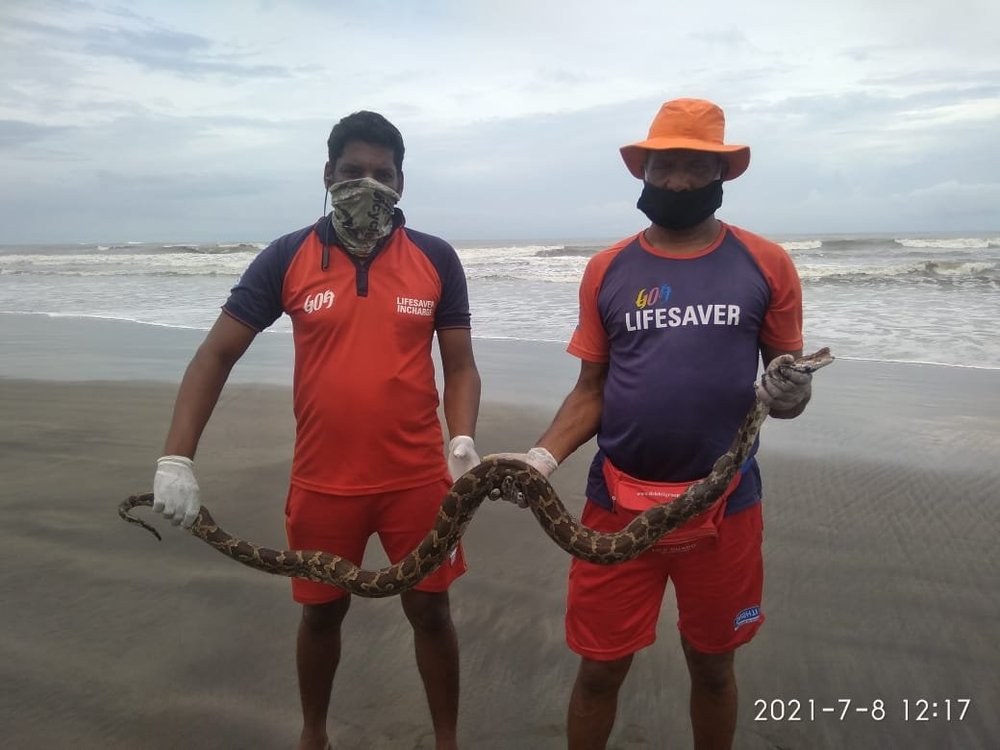 Marine Stranding — photo 8