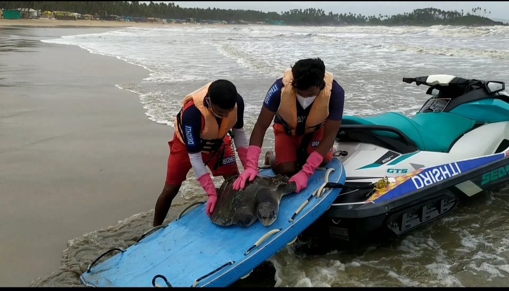 Marine Stranding — photo 9